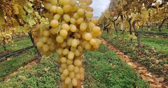 Dalında üzümler 5 aydır tazeliğini koruyor Manisa Haberleri