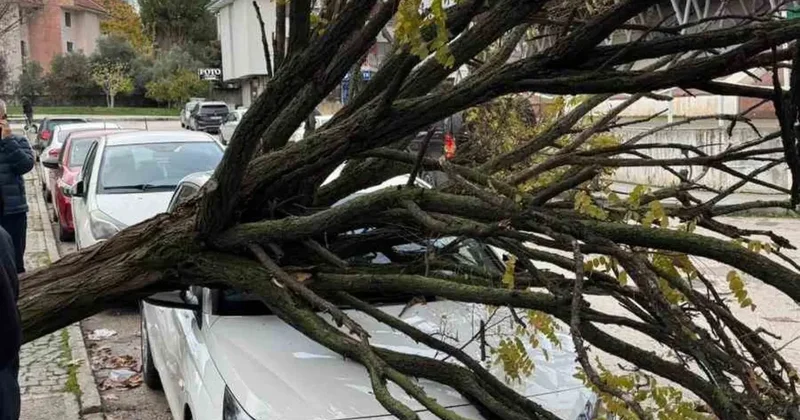 Bursa’da devrilen ağaç korku dolu anlar yaşattı