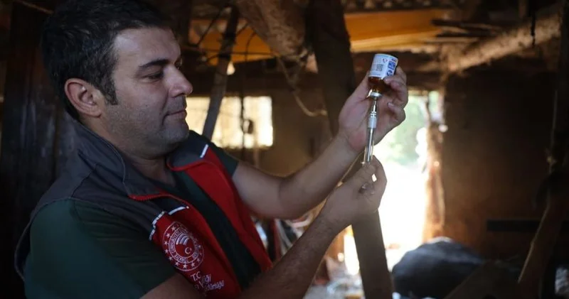 Milas ta şap alarmı! 11 mahallede 30 günlük karantina