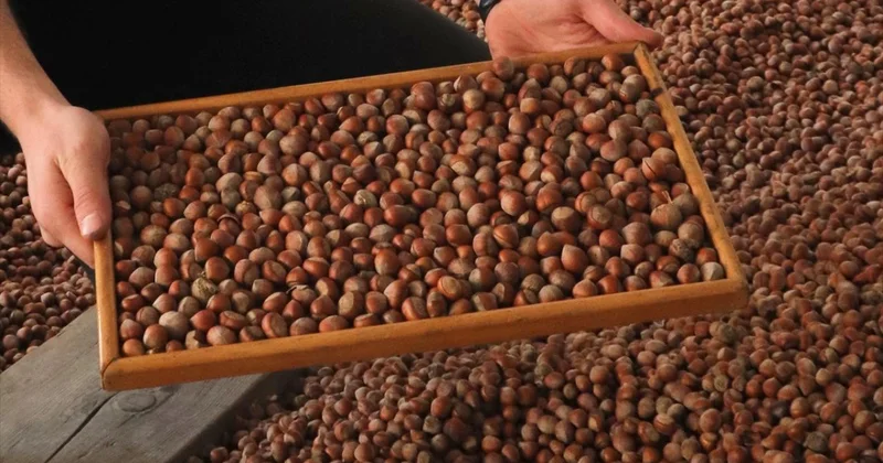 Trabzon’dan 11 ayda 523 milyon dolarlık fındık ihracatı