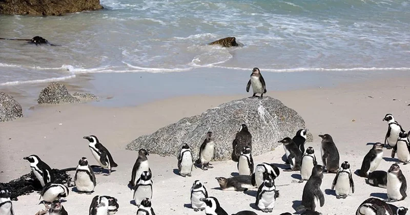 Güney Afrika açıklarında 62 bin penguen açlıktan öldü