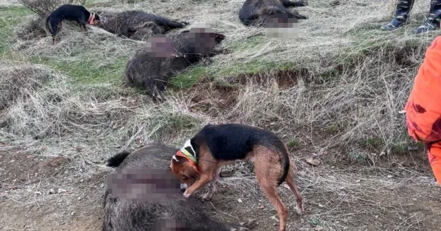 Elazığ da avcılar sürü halinde domuz avladı Elazığ Haberleri