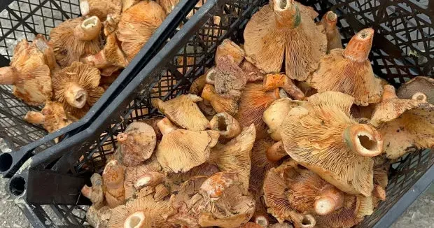 Bursa haberleri Sevenleri bayram etti! Fiyatı 300 liradan 100 liraya geriledi 08 Aralık 2025