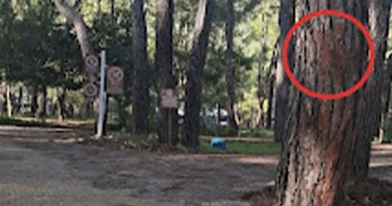 Orman Kampı nda ağaç katliamı alarmı: Kesim alanı ilan edildi, onlarca sağlıklı ağaç işaretlendi