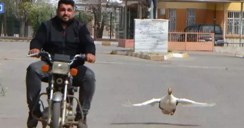 The goose he bought for dinner became his best friend