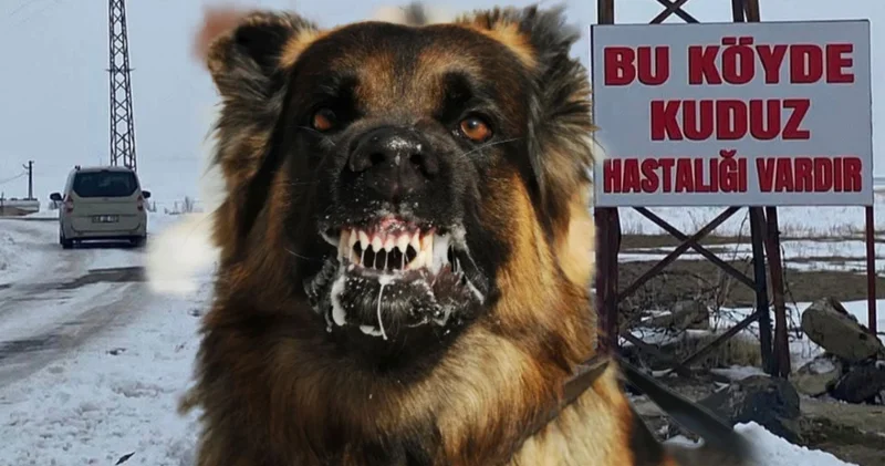 Alınan numunede kuduz çıktı! Köy karantinada SON DAKİKA HABER Son dakika haberleri