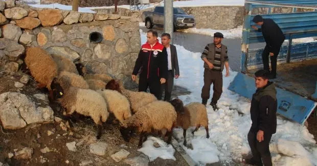 Şırnak haberleri 35 koyunu telef olmuştu: Devlet besicinin yüzünü güldürdü 09 Ocak 2026