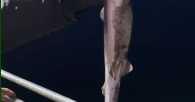 Köpekbalıkları Karadeniz de ağlardan sonra balıkçıların oltalarına da takılmaya başladı