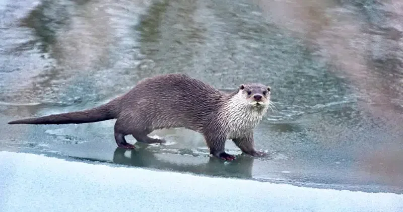 Muş ve Ağrı da su samurları görüntülendi