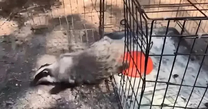 Tedavisi tamamlanan 132 yaban hayvanı doğaya salındı