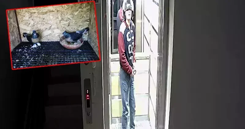 Kaskla apartmana girip, damdaki kuşları çalan şüpheli tutuklandı