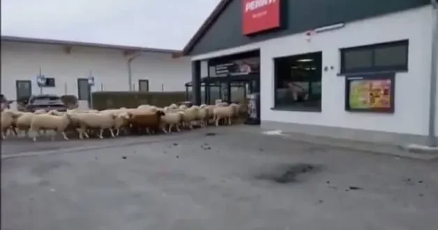 Şaşkına çeviren görüntüler: Koyun sürüsü süpermarketi bastı