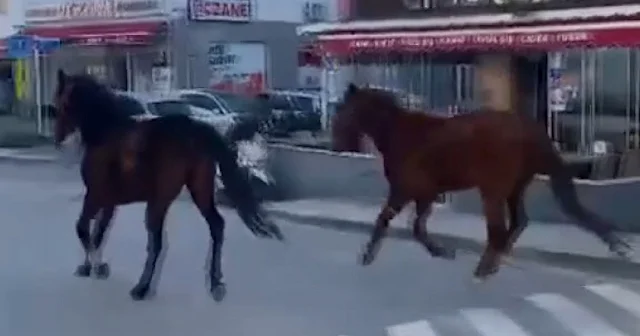 Bodrum da trafikte koşturan iki at ilginç görüntü oluşturdu VİDEO İZLE