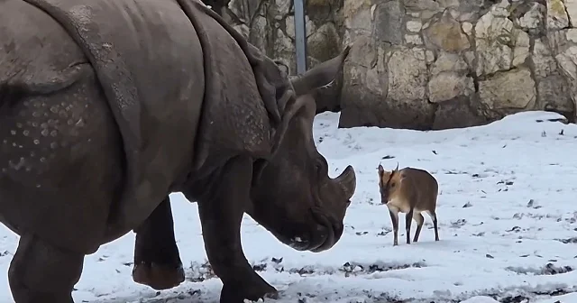 Küçük geyikle gergedanın oyunu kameraya yansıdı VİDEO İZLE