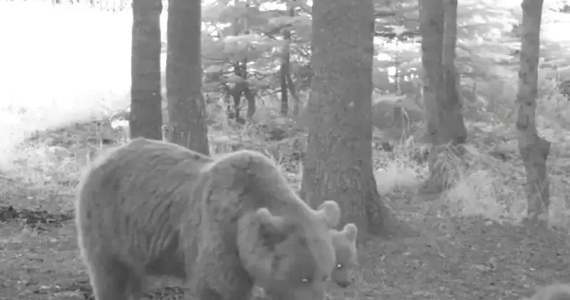 Kış uykusuna yatmayan anne bozayı, 3 yavrusuyla fotokapana yansıdı