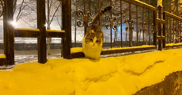 Ardahan da kar yağışı etkili oluyor VİDEO İZLE