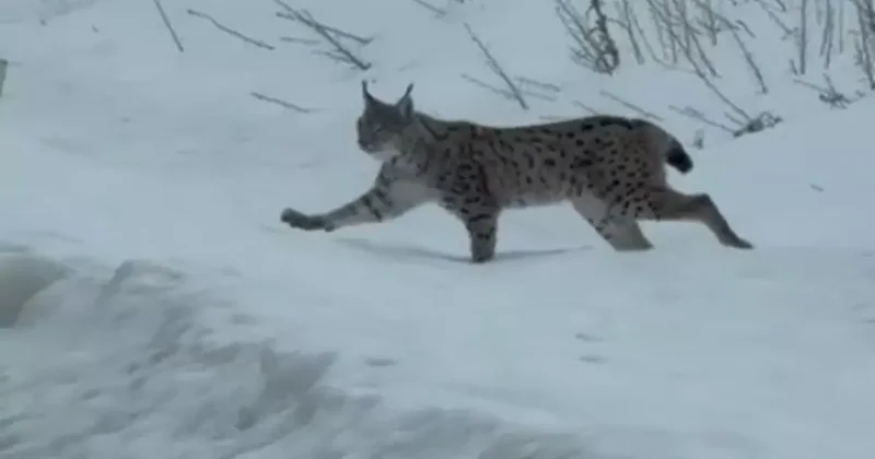 Nesli tükenme tehlikesi altında bulunan iri cüsseli vaşak Bayburt kırsalında görüldü