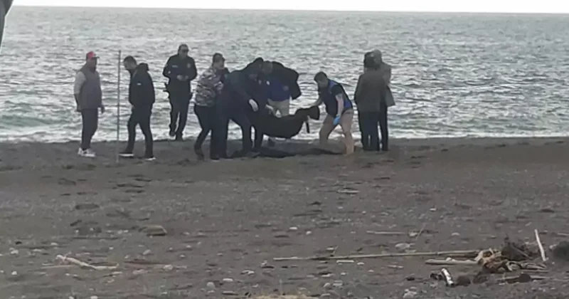 Sahilde kan donduran manzara! Yürürken fark edip telefona sarıldı