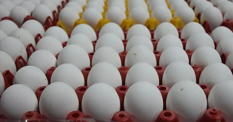 22 yıl sonra yumurta hakkında bir gerçek ortaya çıktı Sözcü Gazetesi
