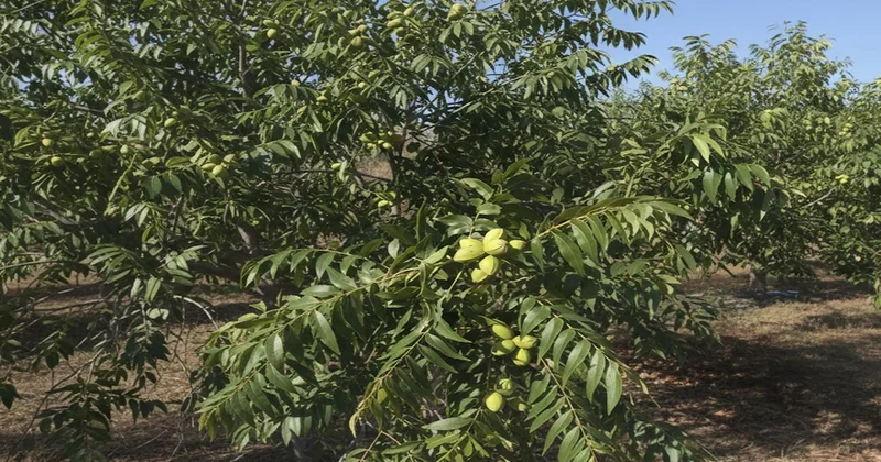 Bahçesine eken milyoner oluyor: Pazarın tek hakimi olacak Sözcü Gazetesi