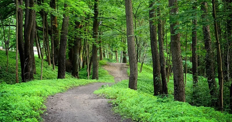 Ormanlarda sessiz tehlike: Görünmez değişim başlıyor