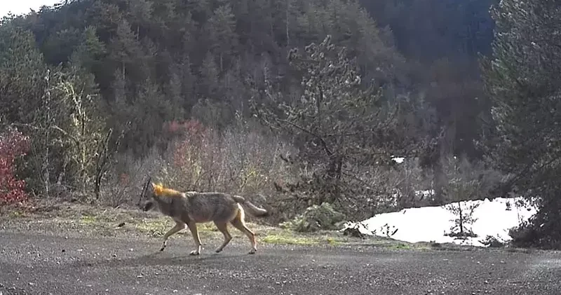 Yaban hayvanları fotokapanlar tarafından görüntülendi