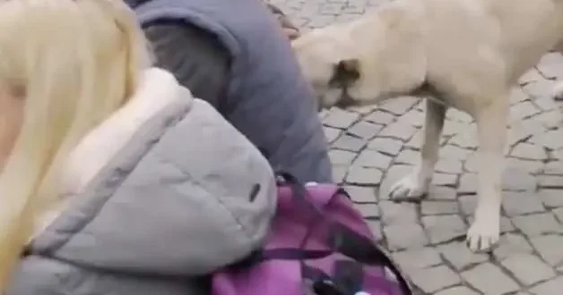 Milyonluk cins köpekleriyel şov yapan sözde hayvan seviciler, sokak köpeğini aralarına almayıp uzaklaştırdı