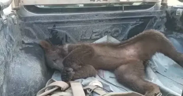 Düzce haberleri Ayı bayıltan bal olarak ünlenmişti: Deli bal fiyatıyla dudak uçuklatıyor 09 Şubat 2026