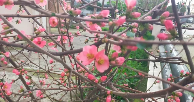 İzmir de ayva çiçek açtı İzmir Haberleri