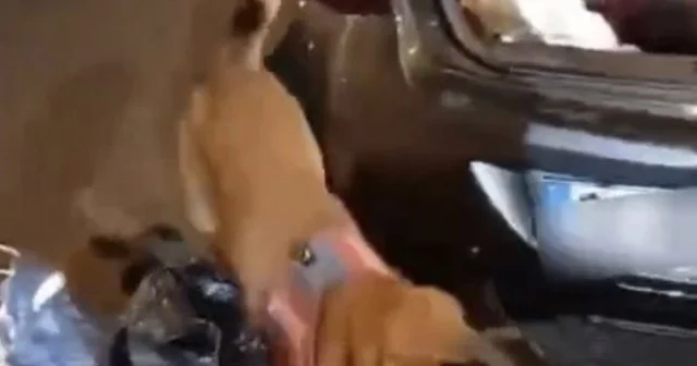 Yedek lastikten 2 kilo esrar çıktı Osmaniye Haberleri