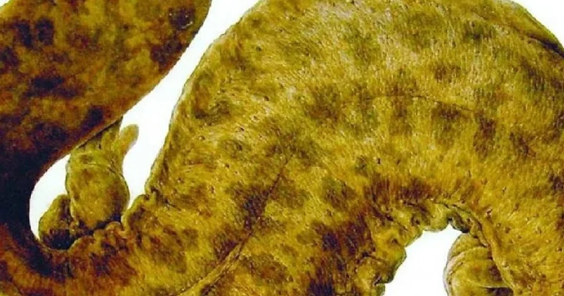 Japonların başı devasa kadim yaratıkla dertte: Japonya ya büyük zarar veriyor Sözcü Gazetesi