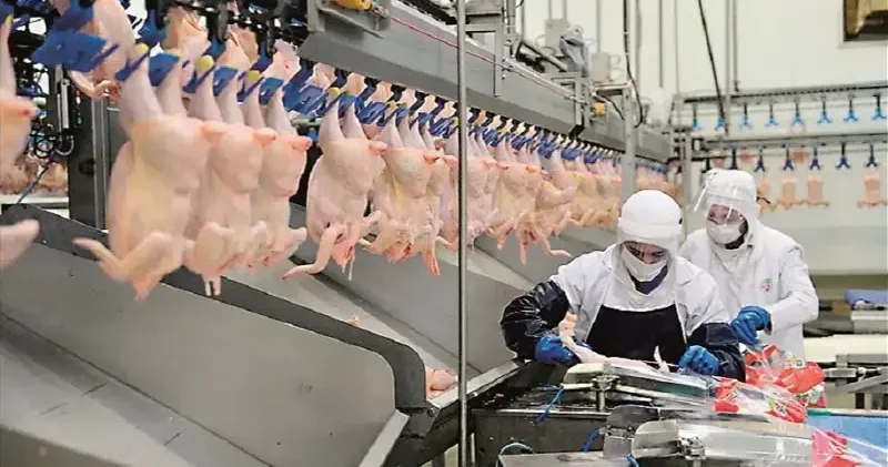 Tavuk eti ihracatı durduruldu Ekonomi Haberleri