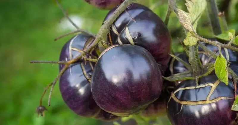 Mor domatesin hasadı başladı: Raflarda satışa çıktı Sözcü Gazetesi