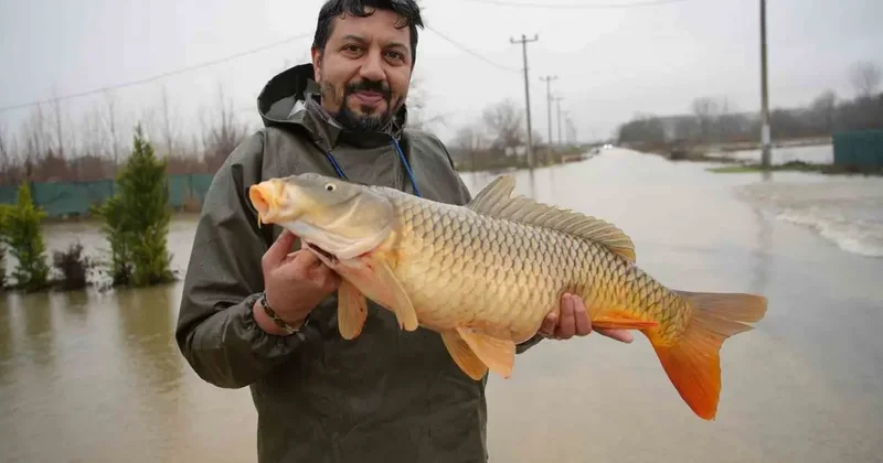 Meriç Nehri’nin taşmasıyla bazı vatandaşlar tarlasında canlı sazan balığı yakaladı