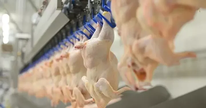 Ticaret Bakanlığı: Kanatlı eti ihracatı durduruldu