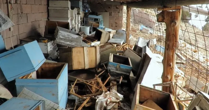 Tünel kazdı, çatıdan girdi... 2 bin rakımlı yaylada ayı saldırısı