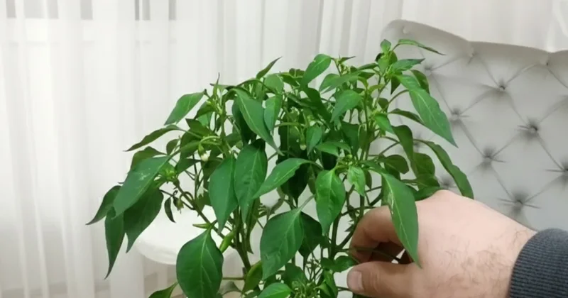 Balkonu olmayan evde bile yetişiyor Sözcü Gazetesi