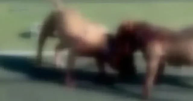 Sultangazi de skandal görüntüler: Çocukların oynadığı sahada pitbull cinsi köpekleri dövüştürdüler VİDEO İZLE