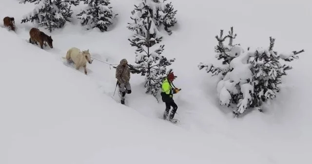 Karda mahsur kalan hayvanları köyün gençleri kurtardı Artvin Haberleri