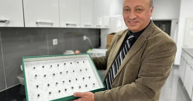 Böcekler cinayetleri aydınlatıyor: Ölüm zamanı ve olay yeri entomolojiyle belirlenebiliyor 2003 teki korkunç cinayet böceklerle çözüldü Samsun Haberleri