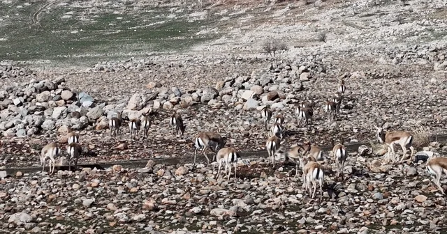 Cudi Dağında ceylan popülasyonu 165 e ulaştı Şırnak Haberleri
