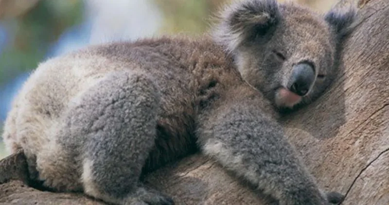Kaybolan genleriyle yeniden doğabilirler