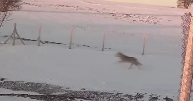 Sürüden ayrılarak mahsur kalan kurt, cep telefonu ile görüntülendi Sivas Haberleri
