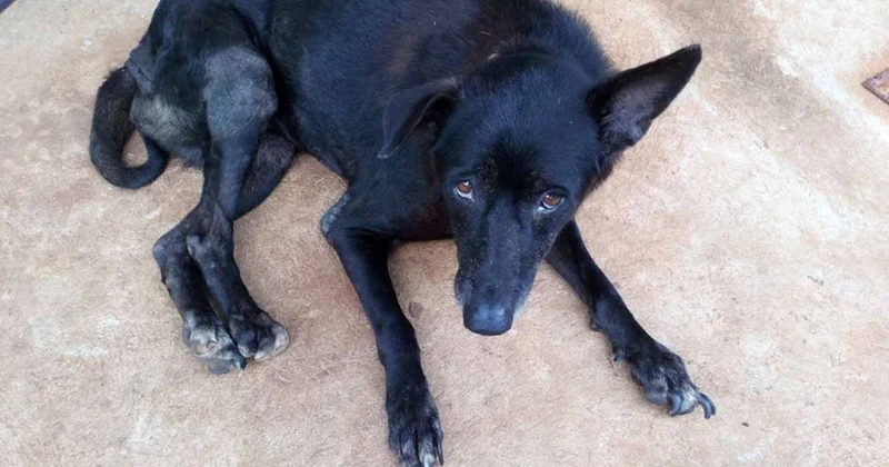 Sokakta gördüğü köpeğe durup selam vermek aslında derin psikolojik bir anlam taşıyor Sözcü Gazetesi