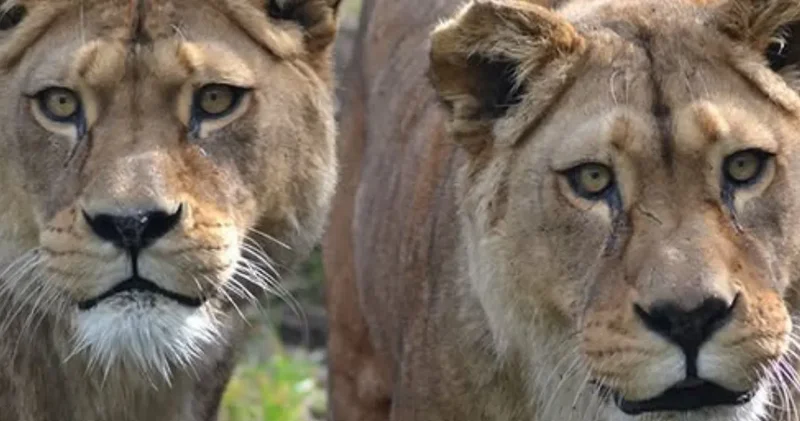 Vahşi doğada artık yok: Dünyanın en nadir aslanları hayatını kaybetti