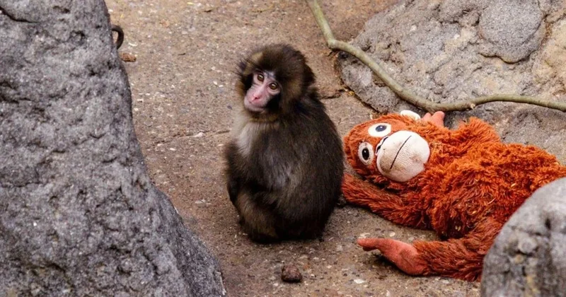 Dünyanın gündemine oturan yetim maymun oyuncağını terk etti Sözcü Gazetesi