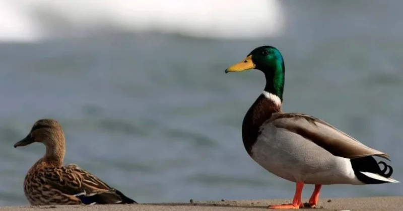 Beslediği ördek servet kazandırdı: Çil çil altın çıktı Sözcü Gazetesi
