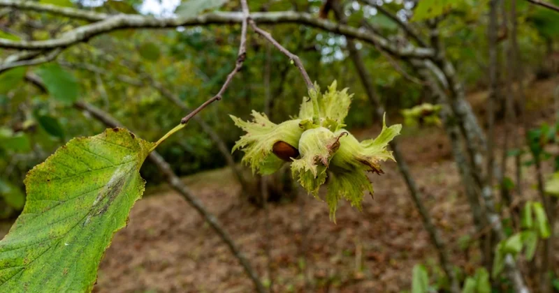 İspanya ve Fransa yı geride bıraktı: Giresun da yetiştirilen ürün tüm dünyaya satılıyor Sözcü Gazetesi