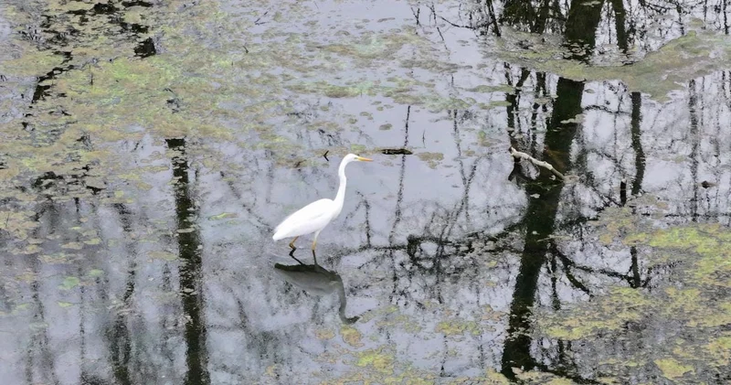 Su yok denecek kadar azdı: Kuraklıktan çıkıp hayat buldu