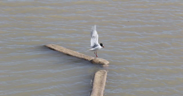 Ayağına misina dolanan martıyı itfaiye eri kurtardı Antalya Haberleri